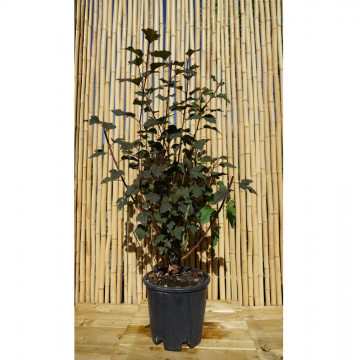 Physocarpus opulifolius (physocarpe à feuilles d´Orbier) ´Diabolo´